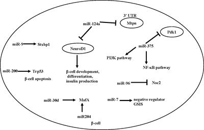 Epigenetic Regulation of β Cell Identity and Dysfunction